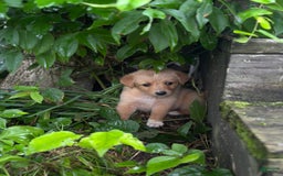 Golden Retriever dogs for sale: Female 1 - Image 2