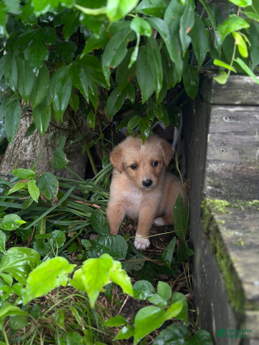 Golden Retriever dogs for sale: Female 1 - Image 2