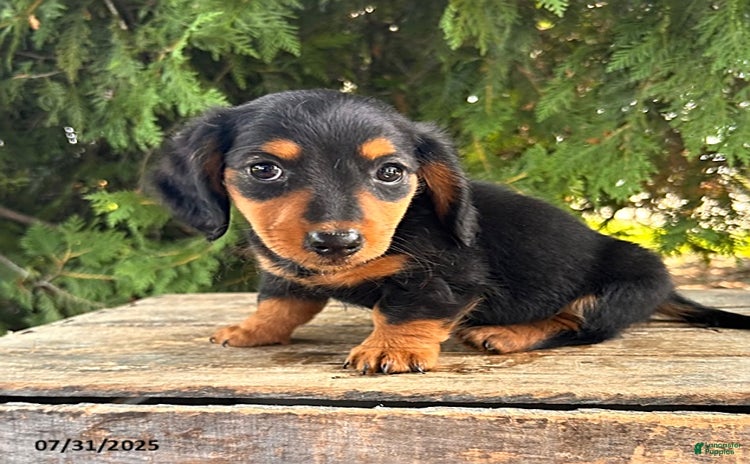 Miniature Dachshund dogs for sale - Ad 1