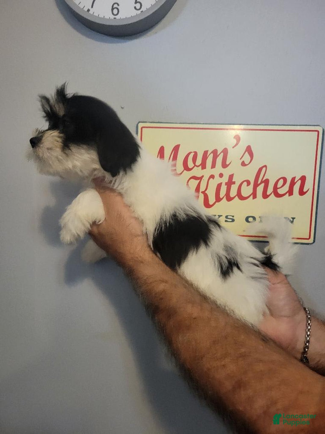Teddy Bear dogs for sale: Ted - Image 3