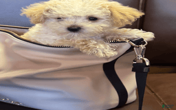 Yorkiepoo dogs for sale: Nugget - Image 7