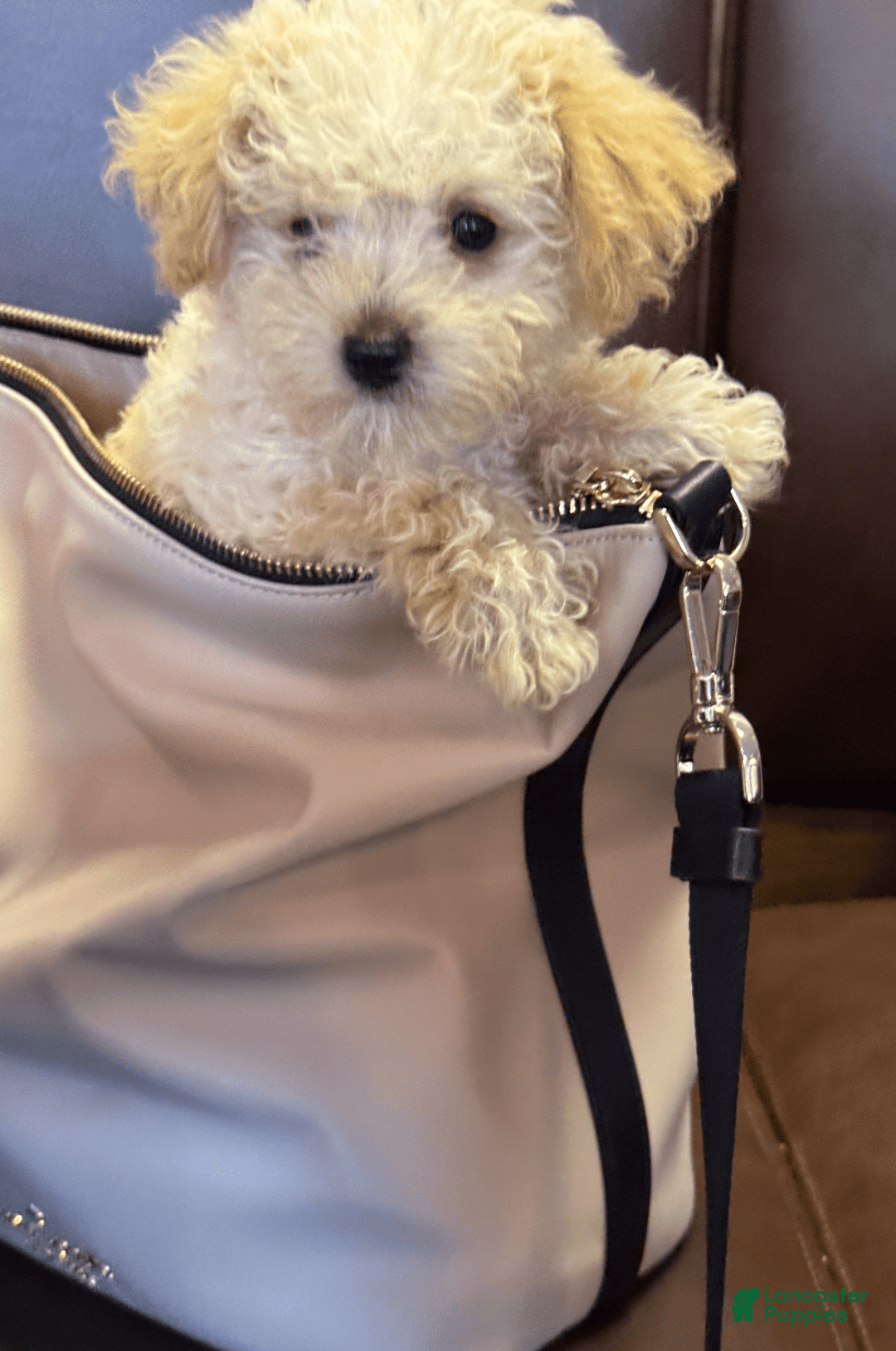 Yorkiepoo dogs for sale: Nugget - Image 7