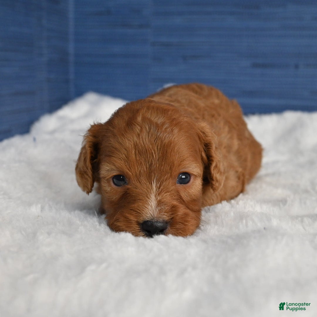 Cavapoo dogs for sale: Cavapoo 6 puppies - Image 11