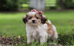 Shihpoo dogs for sale: Sabrina - Image 4