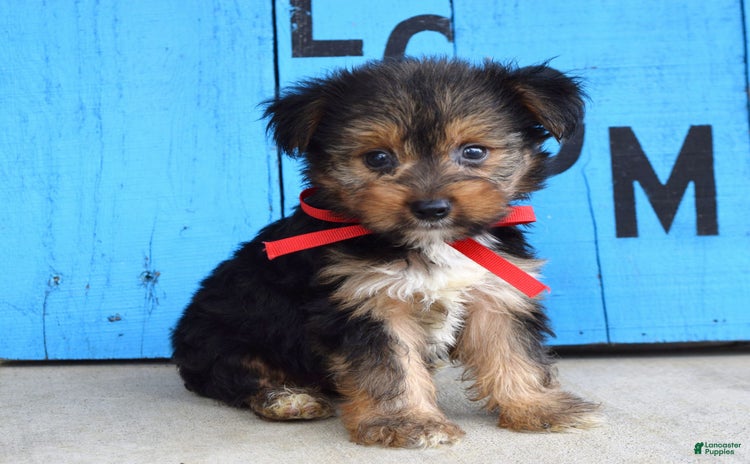 Yorkshire Terrier dogs for sale - Ad 4