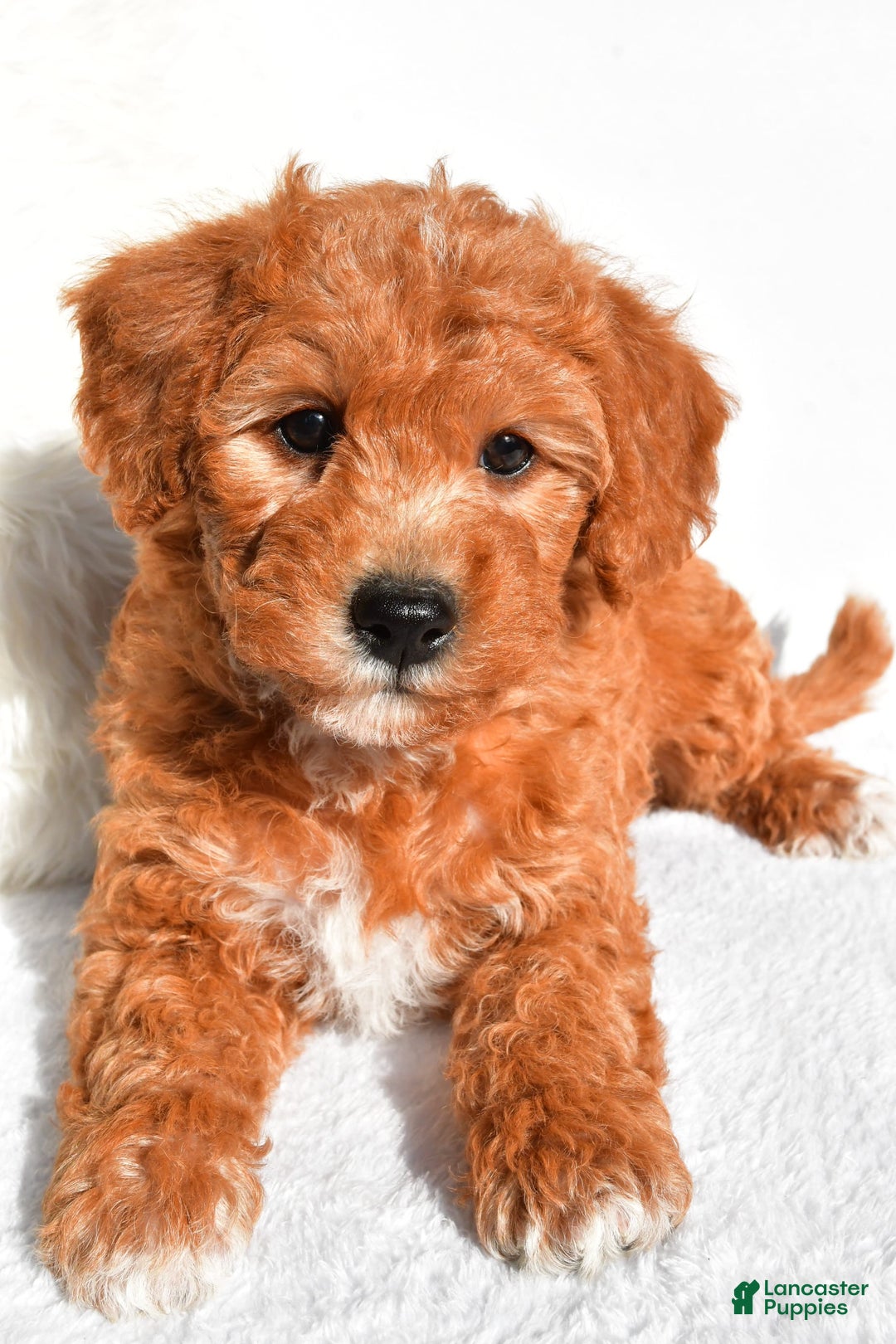  dogs for sale: Rosie - Image 4