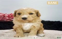 Mini Goldendoodle dogs for sale: Micro Bane - Image 2