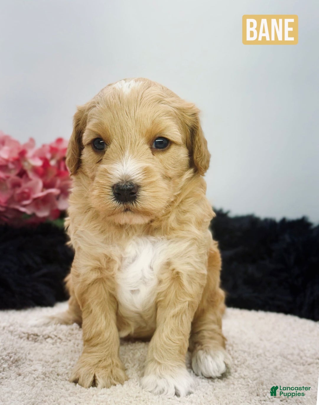 Mini Goldendoodle dogs for sale: Micro Bane - Image 2