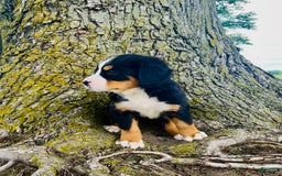 Bernese Mountain Dog dogs for sale: Bernese Mountain Dog 8 puppies - Image 2