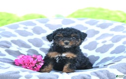 Toy Poodle dogs for sale: Khloe - Image 12