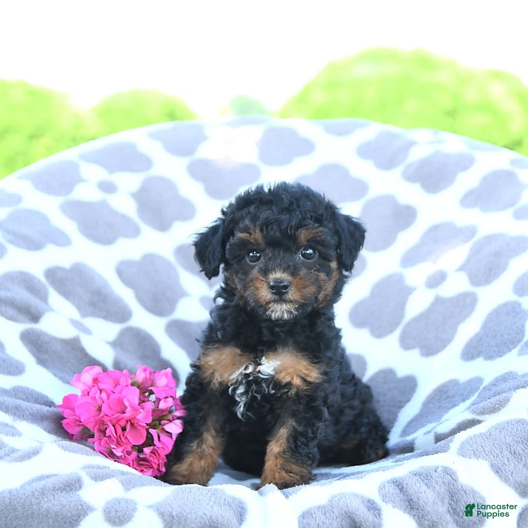 Toy Poodle dogs for sale: Khloe - Image 12