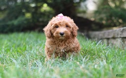 Schnoodle dogs for sale: Tasha - Image 5