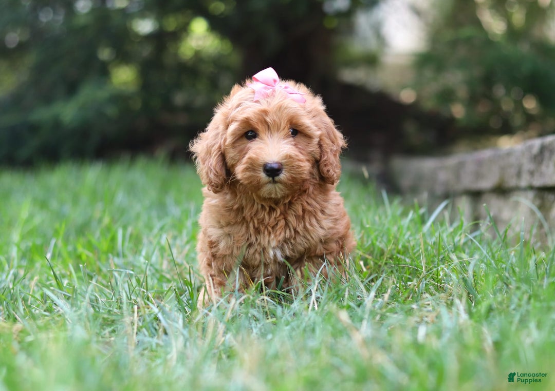 Schnoodle dogs for sale: Tasha - Image 5