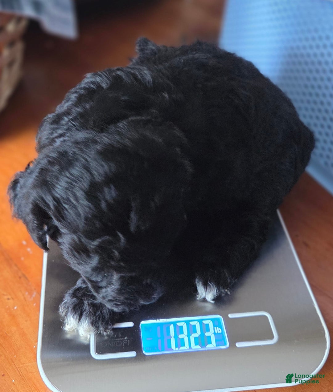 Toy Poodle dogs for sale: Paisley Male - Image 3