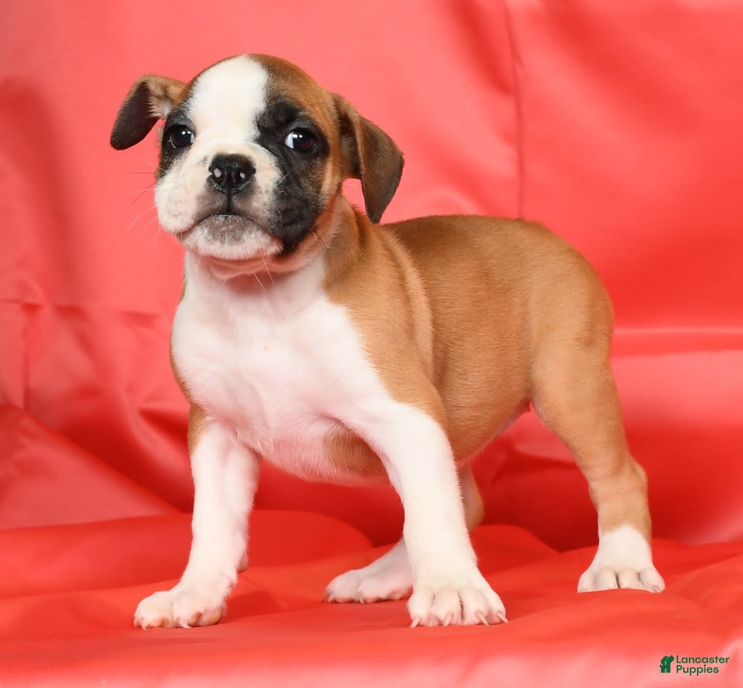 Beabull dogs for sale: Kit Kat - Image 9