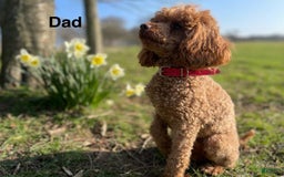 Maltipoo dogs for sale: Kayla - Image 5