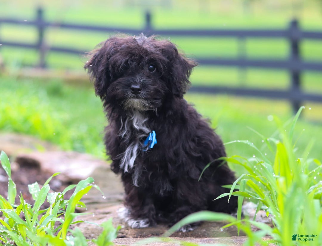 Yorkiepoo dogs for sale: Moses - Image 18