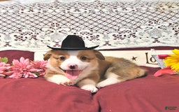 Welsh Corgi Pembroke dogs for sale: Henry - Image 6