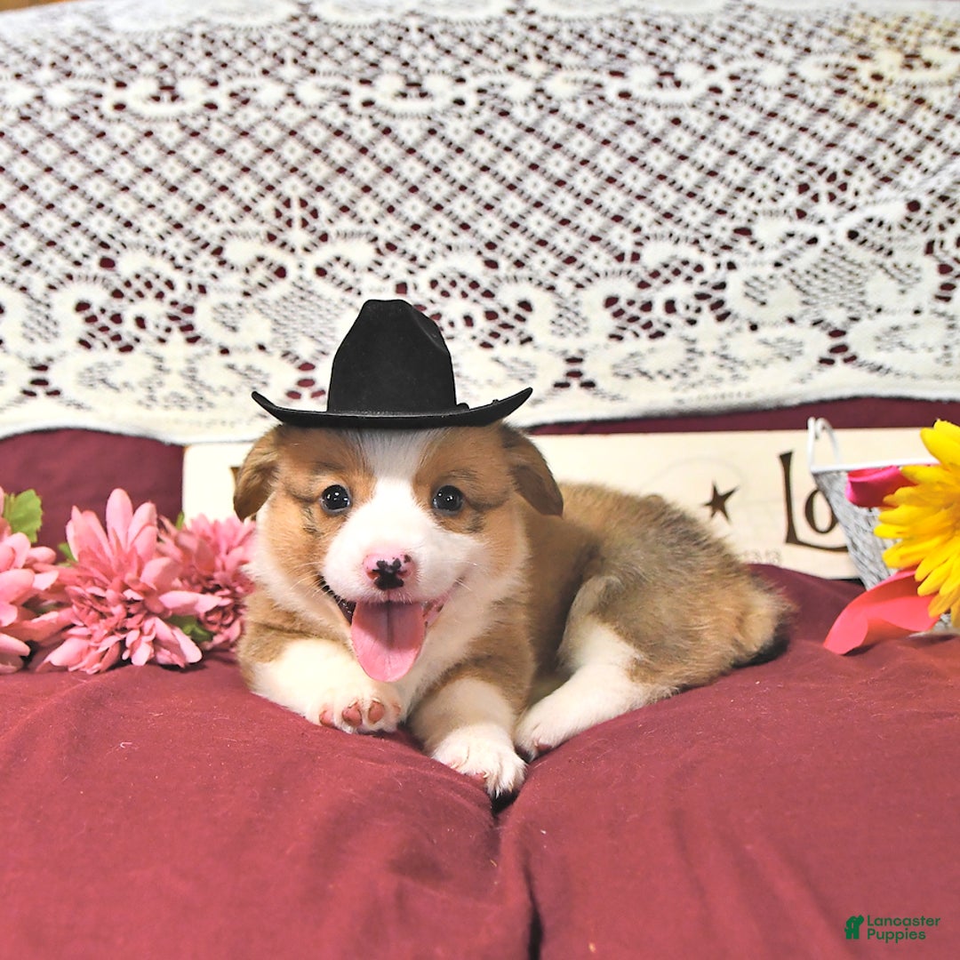 Welsh Corgi Pembroke dogs for sale: Henry - Image 6