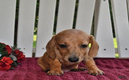 Miniature Dachshund dogs for sale: Evan - Image 3