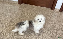 Coton De Tulear dogs for sale: Romeo - Image 5
