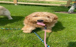 Mini Goldendoodle dogs for sale: Brown Collar - Image 10