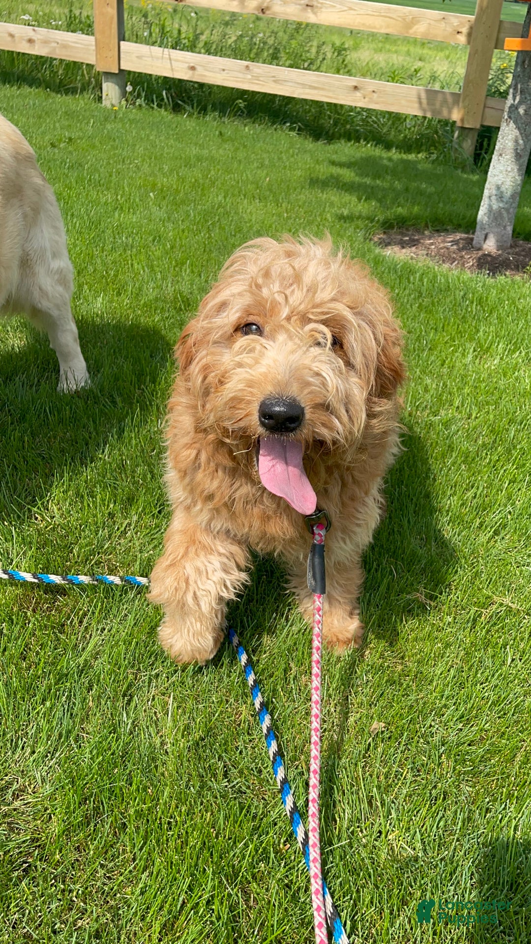 Mini Goldendoodle dogs for sale: Brown Collar - Image 10