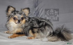 Chihuahua dogs for sale: Black Tri Male - Image 9