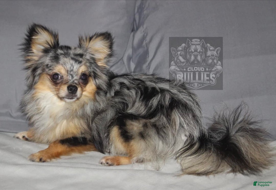 Chihuahua dogs for sale: Black Tri Male - Image 9