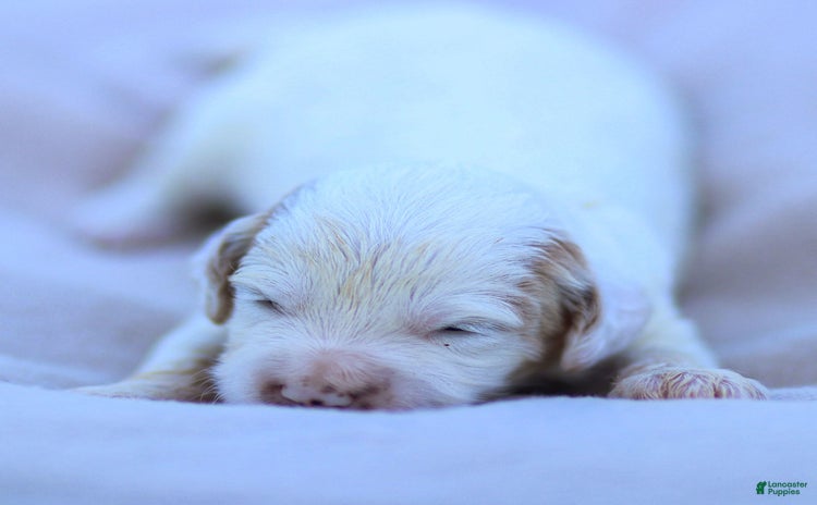 Goldendoodle dogs for sale - Ad 4