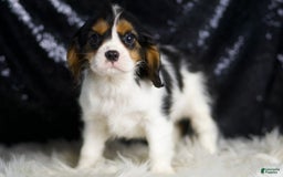 Cavalier King Charles Spaniel dogs for sale: Parker - Image 11