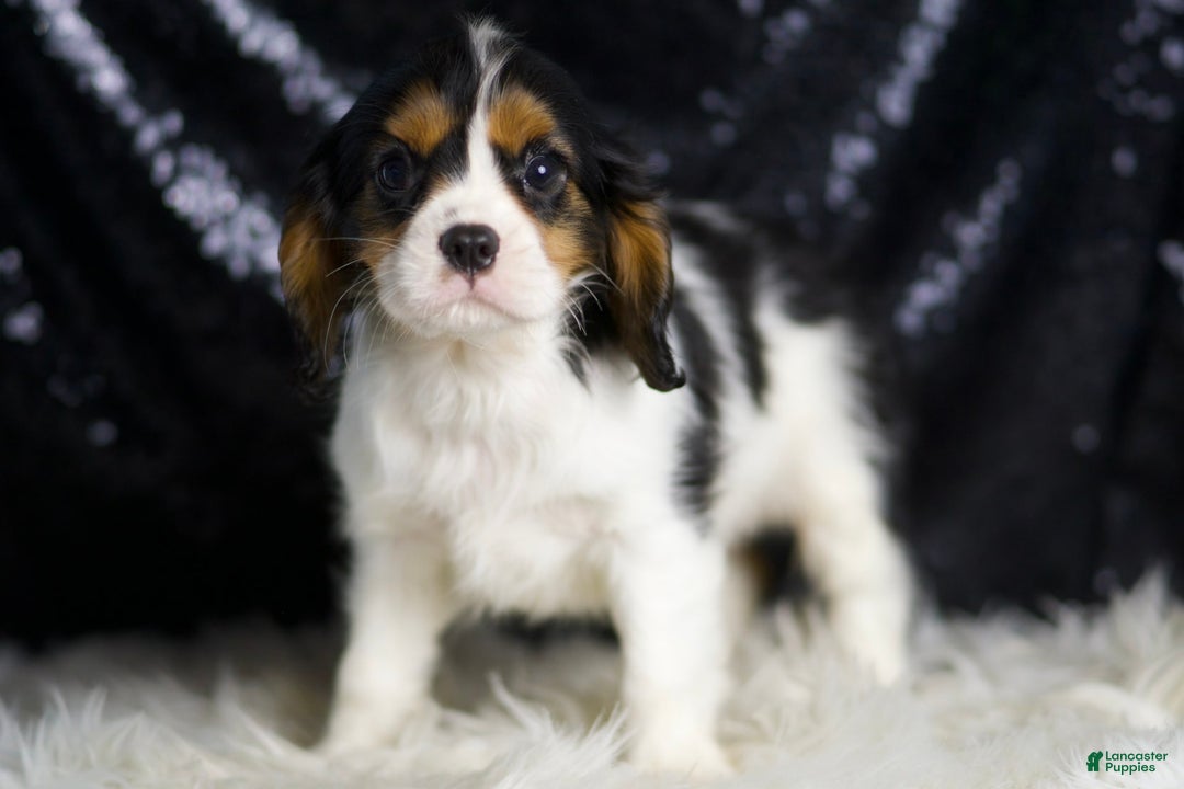 Cavalier King Charles Spaniel dogs for sale: Parker - Image 11