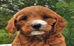 Mini Goldendoodle dogs for sale: Dixie - Image 5