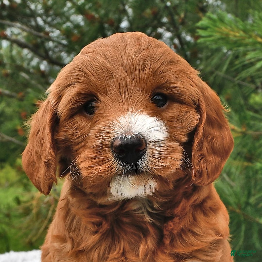 Mini Goldendoodle dogs for sale: Dixie - Image 5