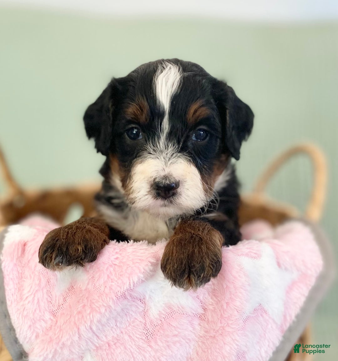 Bernedoodle dogs for sale: Anika - Image 5