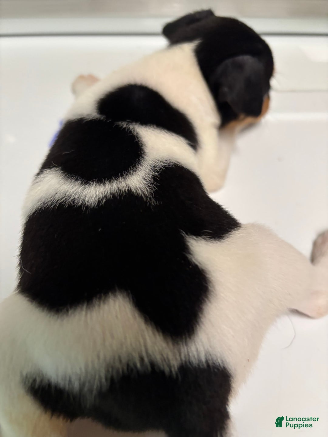Toy Fox Terrier dogs for sale: Pez - Listing for pets: Pez - Image 2