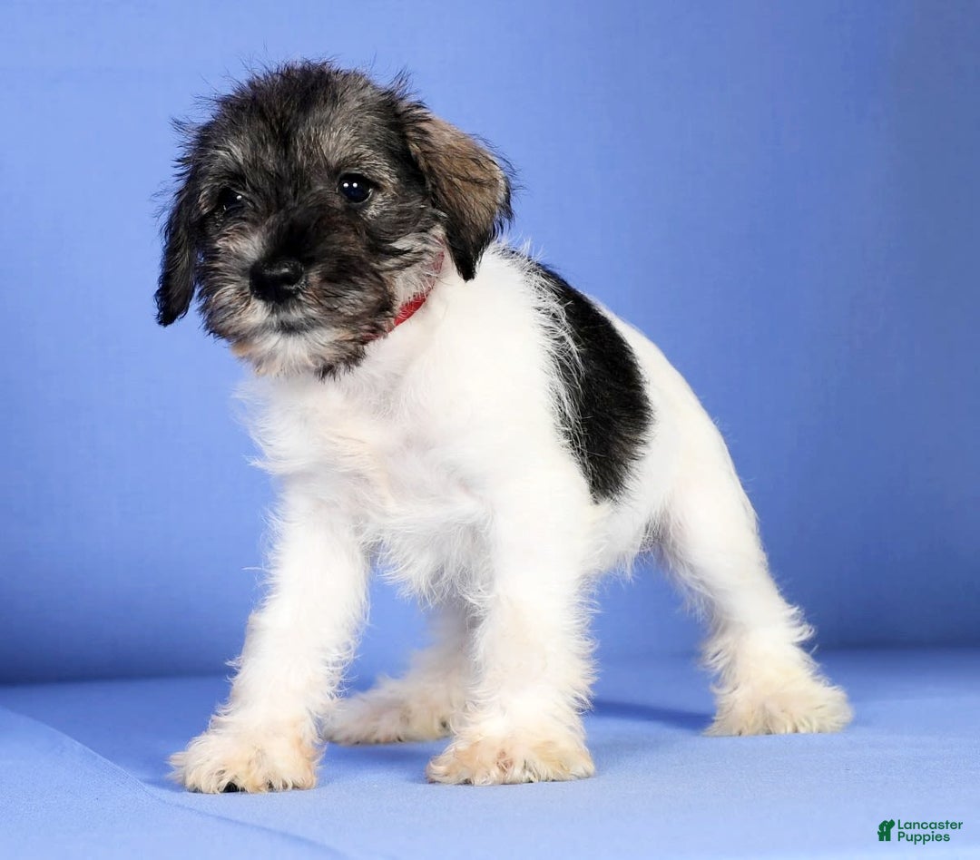 Miniature Schnauzer dogs for sale: Bella - Image 6