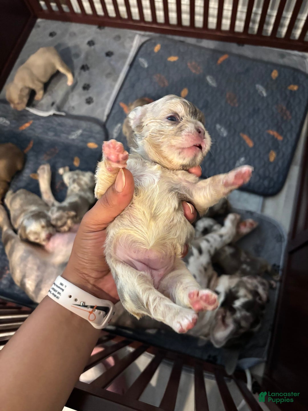 French Bulldog dogs for sale: Gina - Image 2
