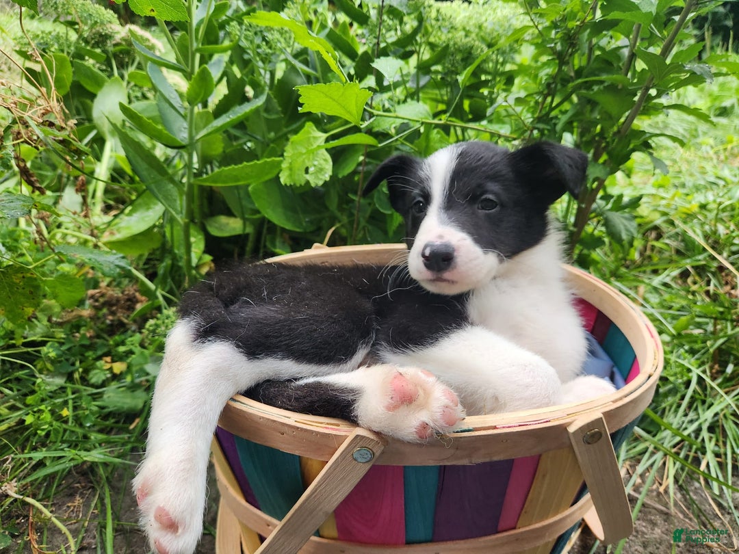 Border Collie dogs for sale: Spartan - Image 8