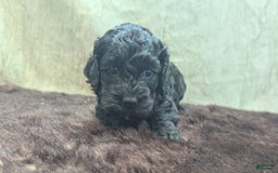 Cockapoo dogs for sale: Emily - Image 6