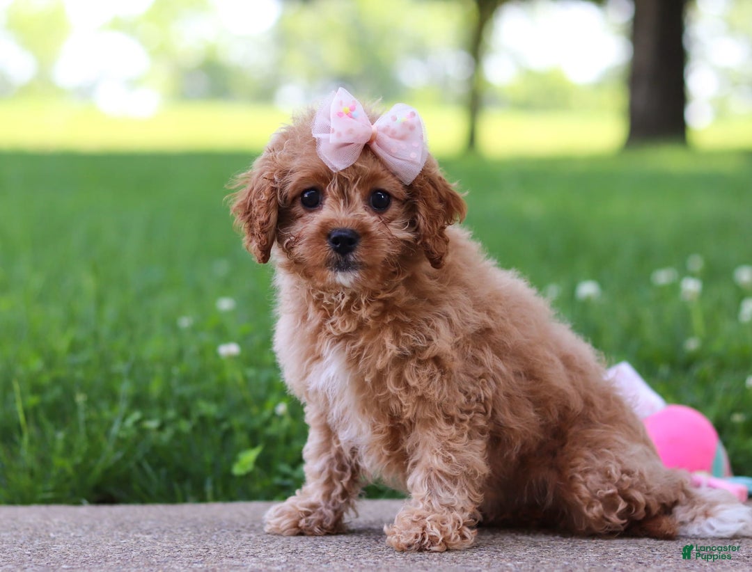 Cavapoo dogs for sale: Joy - Image 2
