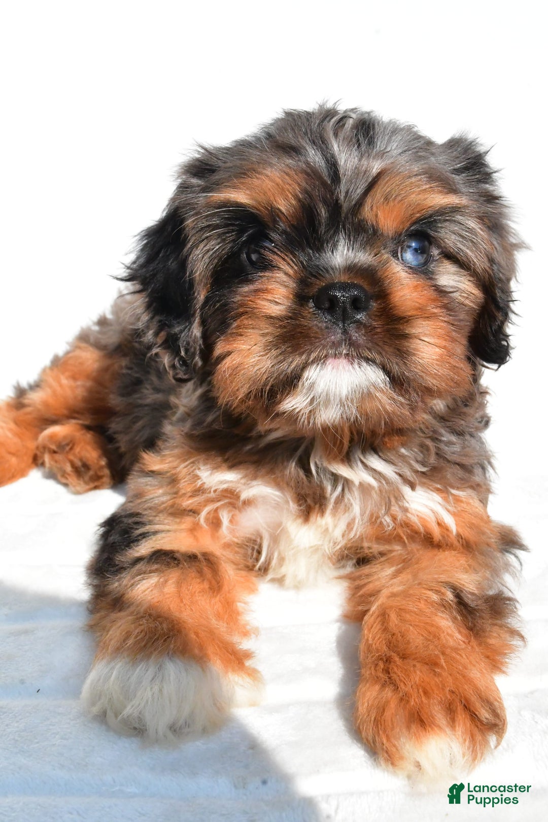 Cavapoo dogs for sale: Daisy - Image 7