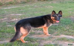 German Shepherd dogs for sale: Green Collar - Image 5
