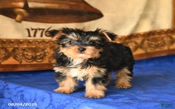 Yorkshire Terrier dogs for sale: Freddie - Image 4