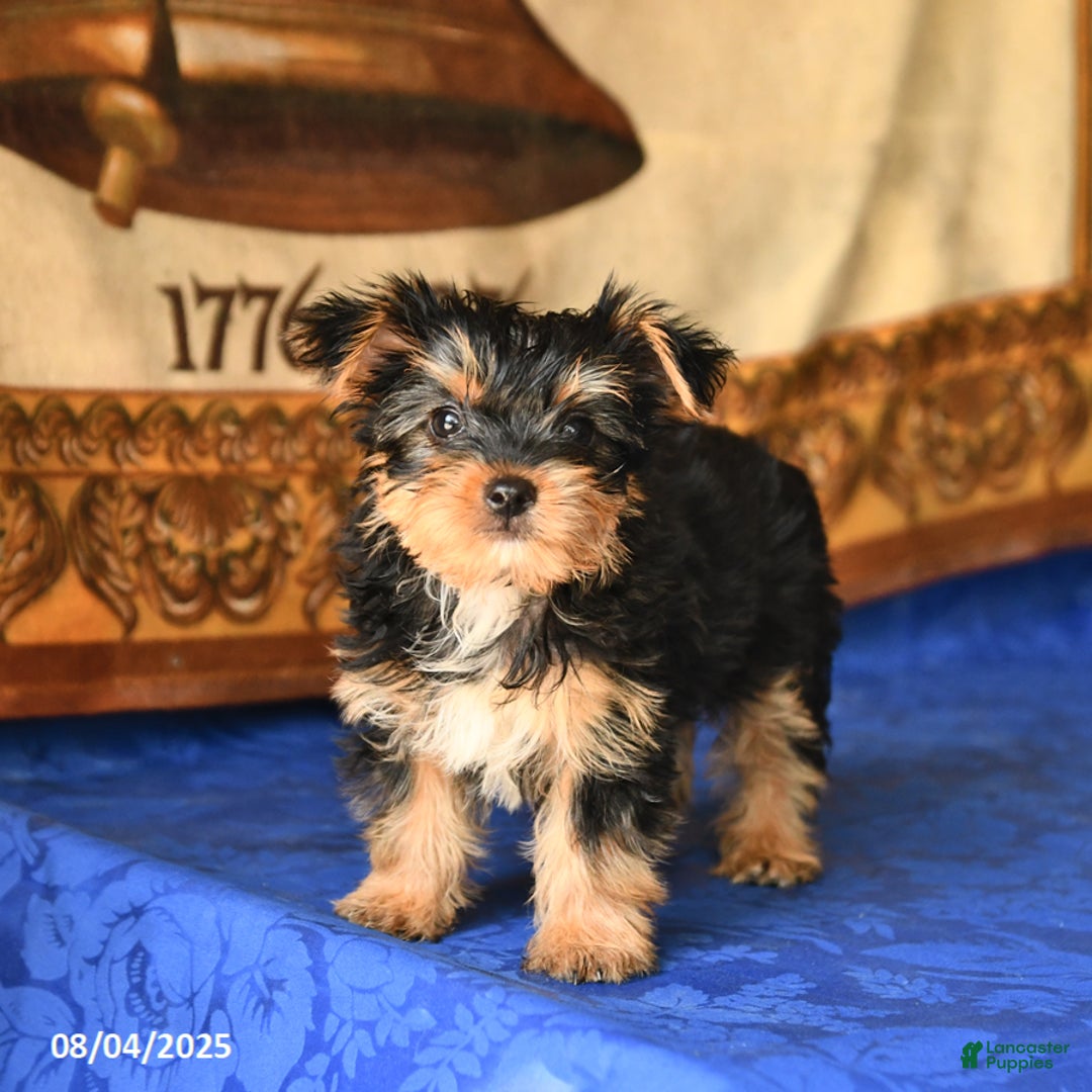 Yorkshire Terrier dogs for sale: Freddie - Image 4