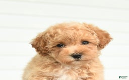 Maltipoo dogs for sale: Ruby - Image 2