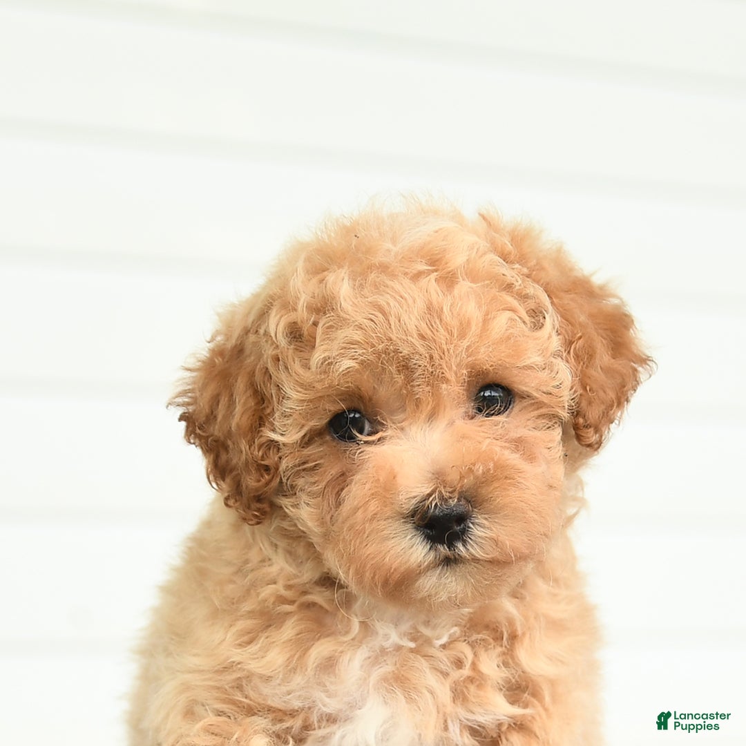 Maltipoo dogs for sale: Ruby - Image 2