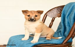 Australian Cattle Dog dogs for sale: Canyon - Image 1