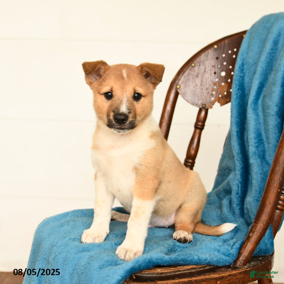 Australian Cattle Dog dogs for sale: Canyon - Image 1