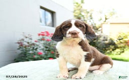 English Springer Spaniel dogs for sale: Bubbles - Image 2